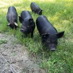 2017_OCF Piglets (JessexLucy)
