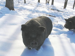 American Guinea Hogs in the New Hampshire snow! Photo courtesy of Sullbar Farm, 2006.