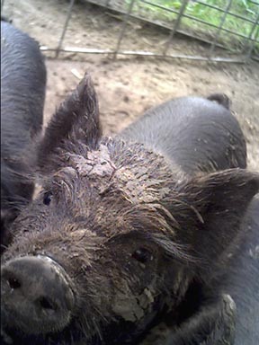 American Guinea Hog boar enjoying a snooze in the spring sun. Photo courtesy of Cascade Meadows Farm, 2006.