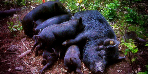 LIFE CYCLE of a GUINEA PIG  Birth, Puberty, Reproductive Cycle