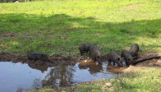 Caring for Pigs in Hot Weather