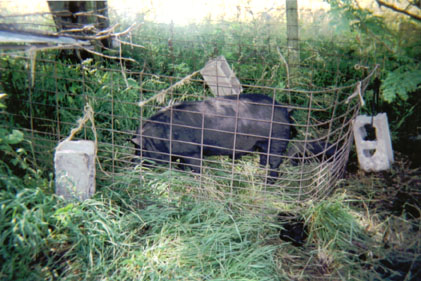 Concrete blocks tied to the hog panels keep C.G. from moving this pen around. Photo courtesy of Kevin Fall.