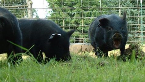 Rooting around in the dirt; you can almost hear the young boar on the right laughing with glee! Young herd of American Guinea Hogs at Audacious Acres, June 2006.