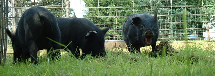Rooting around in the dirt; you can almost hear the young boar on the right laughing with glee! Young herd of American Guinea Hogs at Audacious Acres, June 2006.