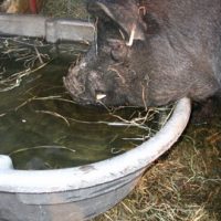 DNC George gets a drink from a Rubbermaid water tank. Photo courtesy of Sullbar Farm.