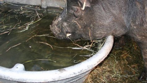 DNC George gets a drink from a Rubbermaid water tank. Photo courtesy of Sullbar Farm.