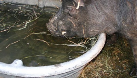 DNC George gets a drink from a Rubbermaid water tank. Photo courtesy of Sullbar Farm.