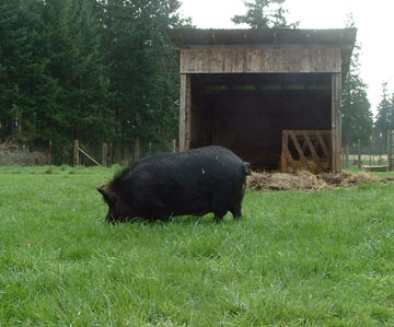 Boar grazing in front of an all-purpose 3-sided livestock shelter that faces away from prevailing winds. Photo courtesy of Audacious Acres, March 2007.