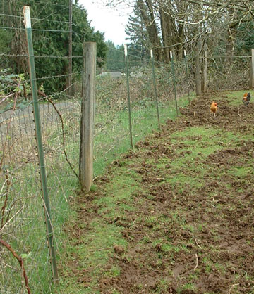Perimeter fencing: standard woven wire field fencing with 2 strands of barbed wire for multi-species use. This pasture has been vacated by Guinea Hogs who lived here for 4 months before being rotated to another pasture. Photo courtesy of Audacious Acres, March 2007