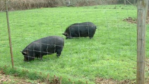 Standard field fencing topped with 2 strands of barbed wire for multi-species use. Locust post at right, metal T-post at left. Wooden stakes pounded through bottom of fence due escape tactics of a previous breed of pig. Photo courtesy of Audacious Acres, March 2007