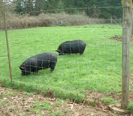 Standard field fencing topped with 2 strands of barbed wire for multi-species use. Locust post at right, metal T-post at left. Wooden stakes pounded through bottom of fence due escape tactics of a previous breed of pig. Photo courtesy of Audacious Acres, March 2007