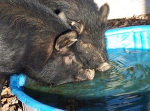 AGHA caring for hogs in hot weather