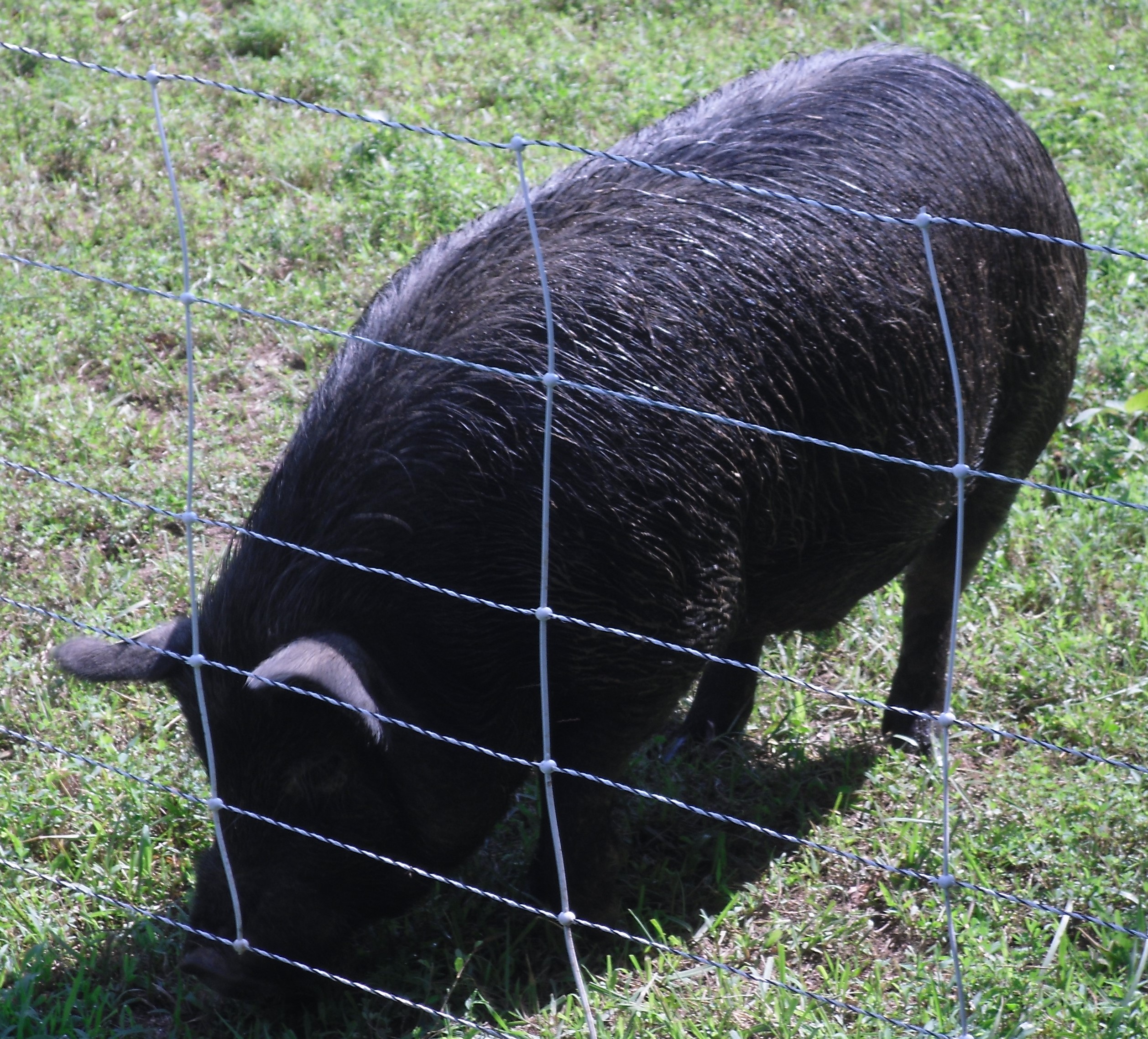 Guinea Pig Fencing