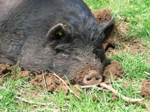 American Guinea Hog boar enjoying a snooze in the spring sun. Photo courtesy of Cascade Meadows Farm, 2006.