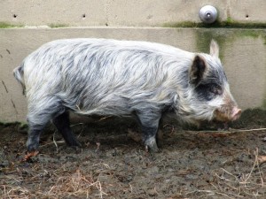 Blue Gilt at Beardsley Zoo, CT