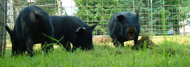 AGHA Portable Pens for hogs