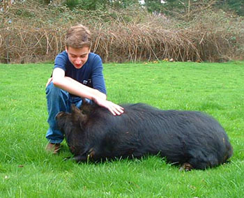 16-year-old Ethan pets his 1-year-old boar. Photo courtesy of Audacious Acres, March 2007.