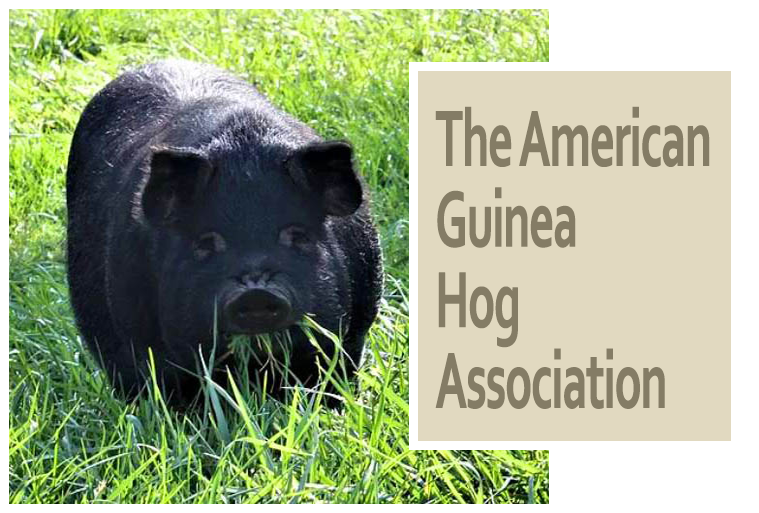 The American Guinea Hog Association