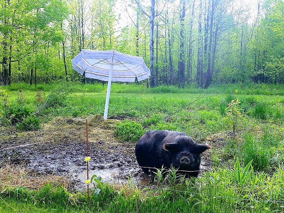 AGHA caring for hogs in hot weather